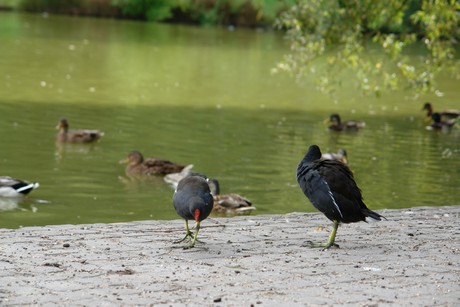 klettenbergpark