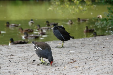klettenbergpark