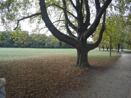 lindenthal