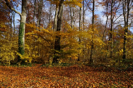 lindenthal