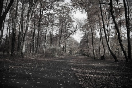 lindenthal