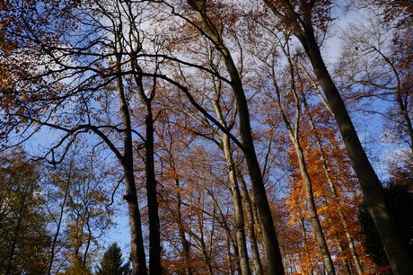 lindenthal