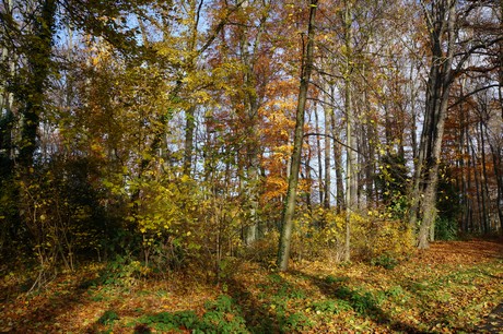 lindenthal