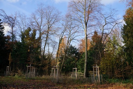 lindenthal