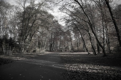 lindenthal