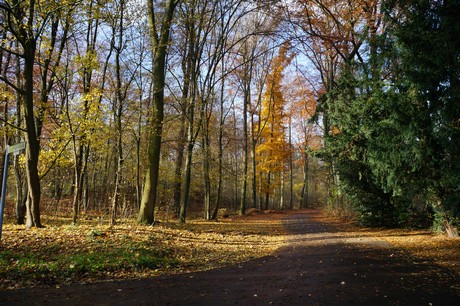lindenthal