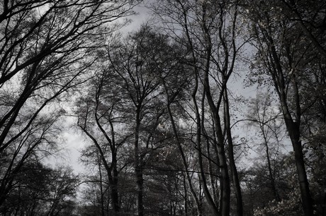 lindenthal