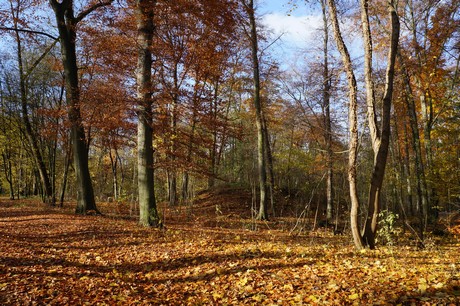 lindenthal