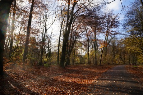 lindenthal