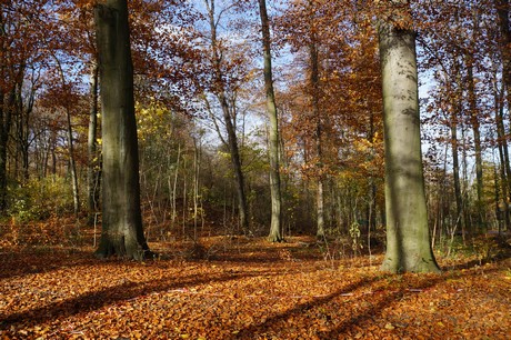 lindenthal