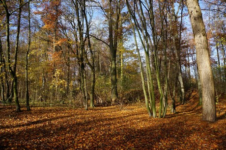 lindenthal