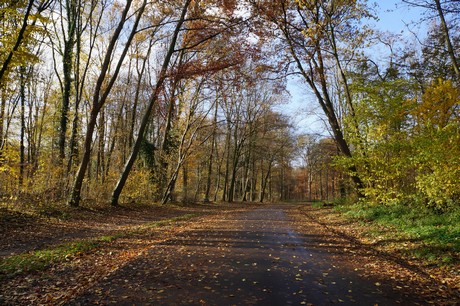 lindenthal