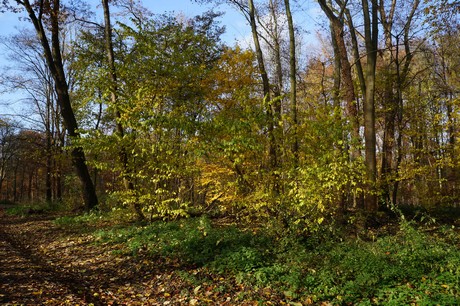 lindenthal