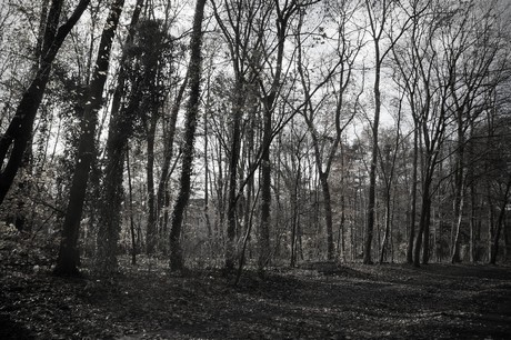 lindenthal
