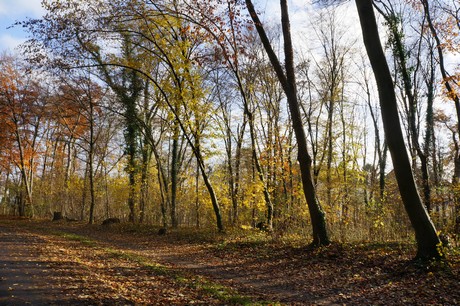 lindenthal