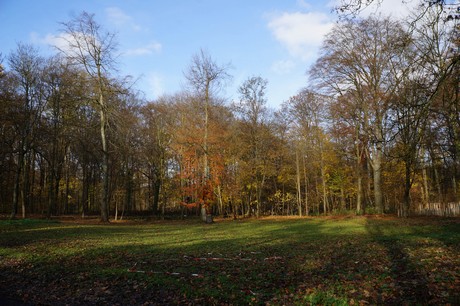 lindenthal