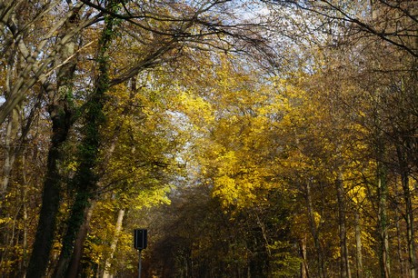 lindenthal