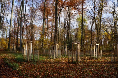 lindenthal