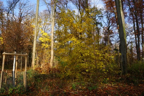 lindenthal