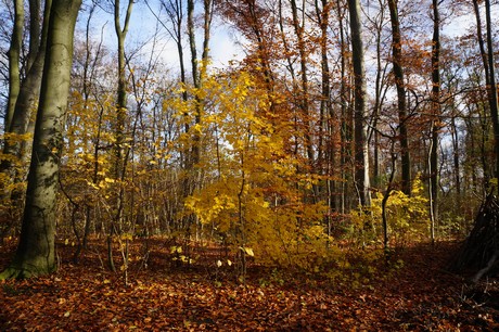 lindenthal