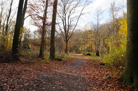 lindenthal