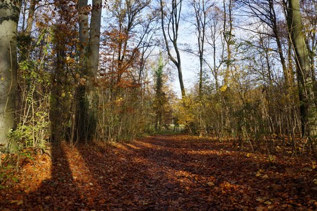 lindenthal