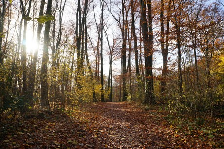 lindenthal
