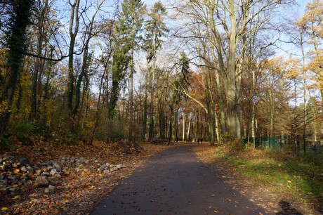 lindenthal