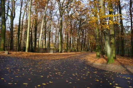lindenthal