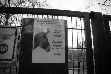 lindenthal
