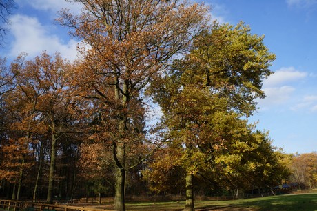 lindenthal