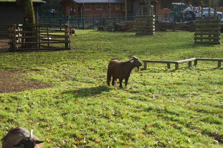lindenthal