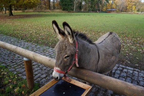 lindenthal