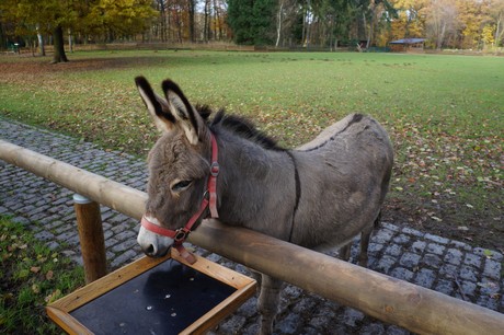 lindenthal