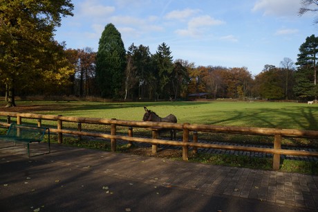lindenthal