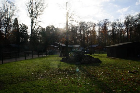 lindenthal