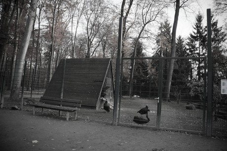 lindenthal