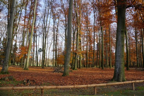 lindenthal