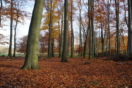 lindenthal