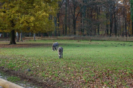 lindenthal