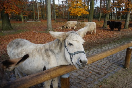 lindenthal