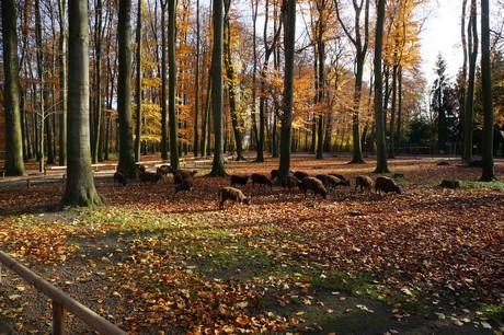 lindenthal