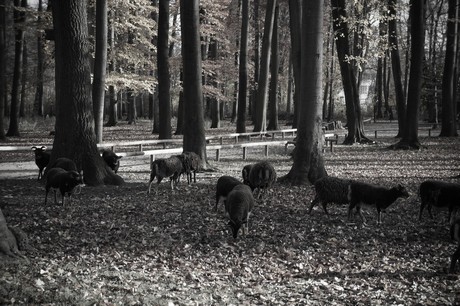 lindenthal