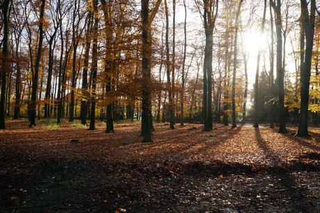 lindenthal