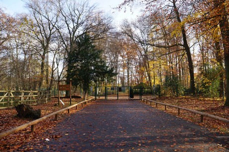 lindenthal