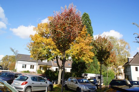 lindenthal