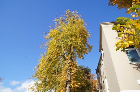lindenthal