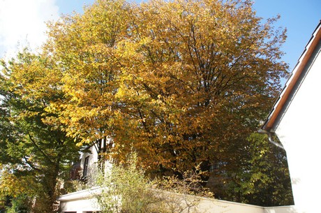 lindenthal