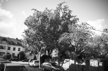 lindenthal