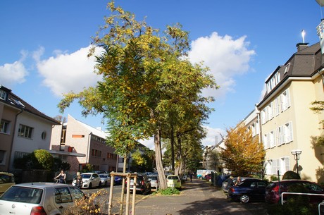 lindenthal